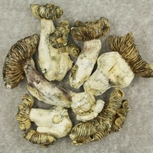 White Burma | Cheapweed.io Canada