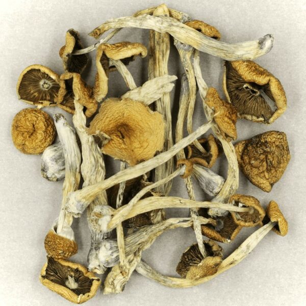 Psilocybe Cubensis Mexicana | Cheapweed.io Canada