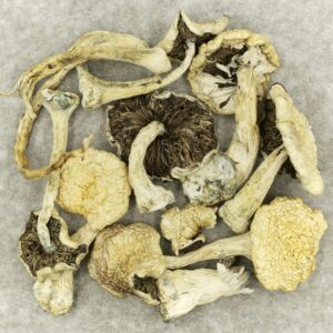 Leucistic Burma | Cheapweed.io Canada