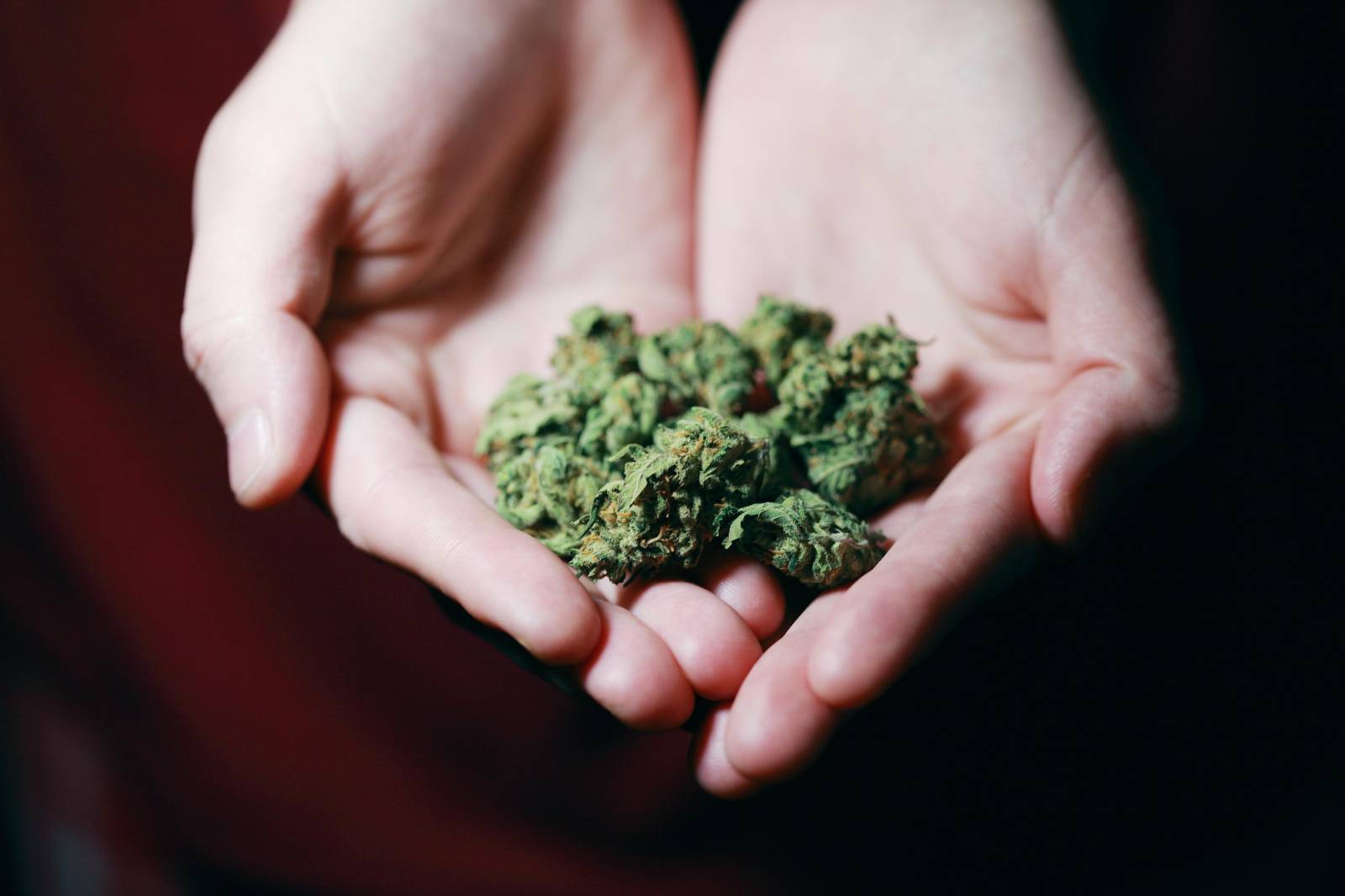 | Cheapweed.io Canada Best dispensary in canada | Cheapweed.io Canada
