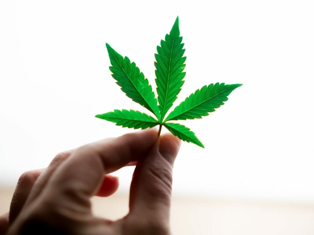 Popular Strains In Canada | Cheapweed.io Canada