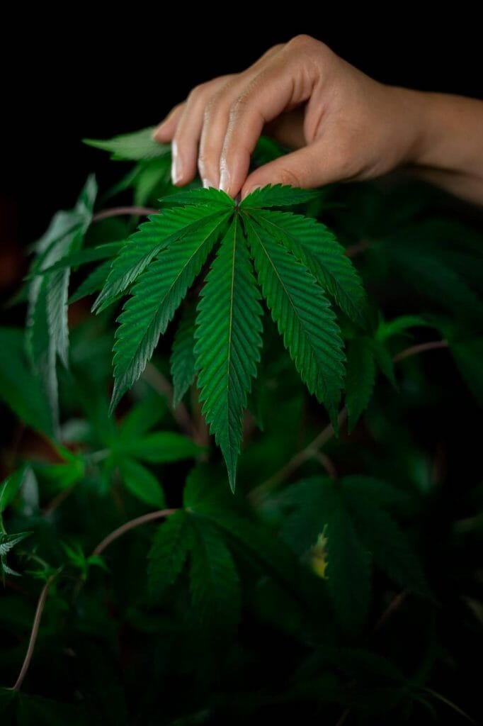 A Guide on How to Safely Buy cannabis Online in Canada | Cheapweed.io Canada | Cheapweed.io Canada