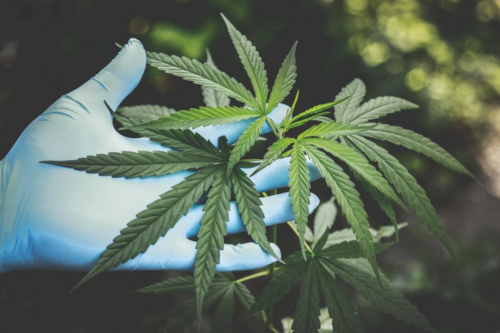 Buy cannabis Online Grasslife | Cheapweed.io Canada