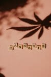cannabis weed | Cheapweed.io Canada