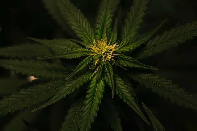 | Cheapweed.io Canada Grasslife Canada | Cheapweed.io Canada