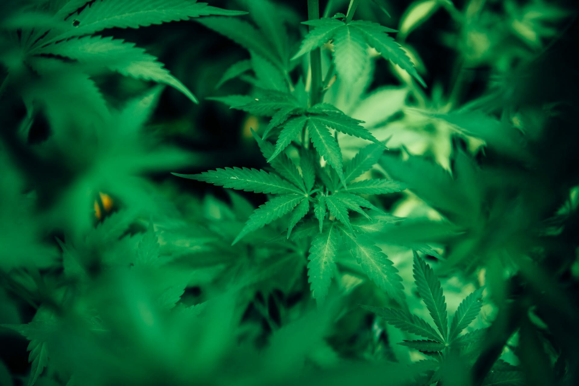 | Cheapweed.io Canada wholesale Cannabis | Cheapweed.io Canada