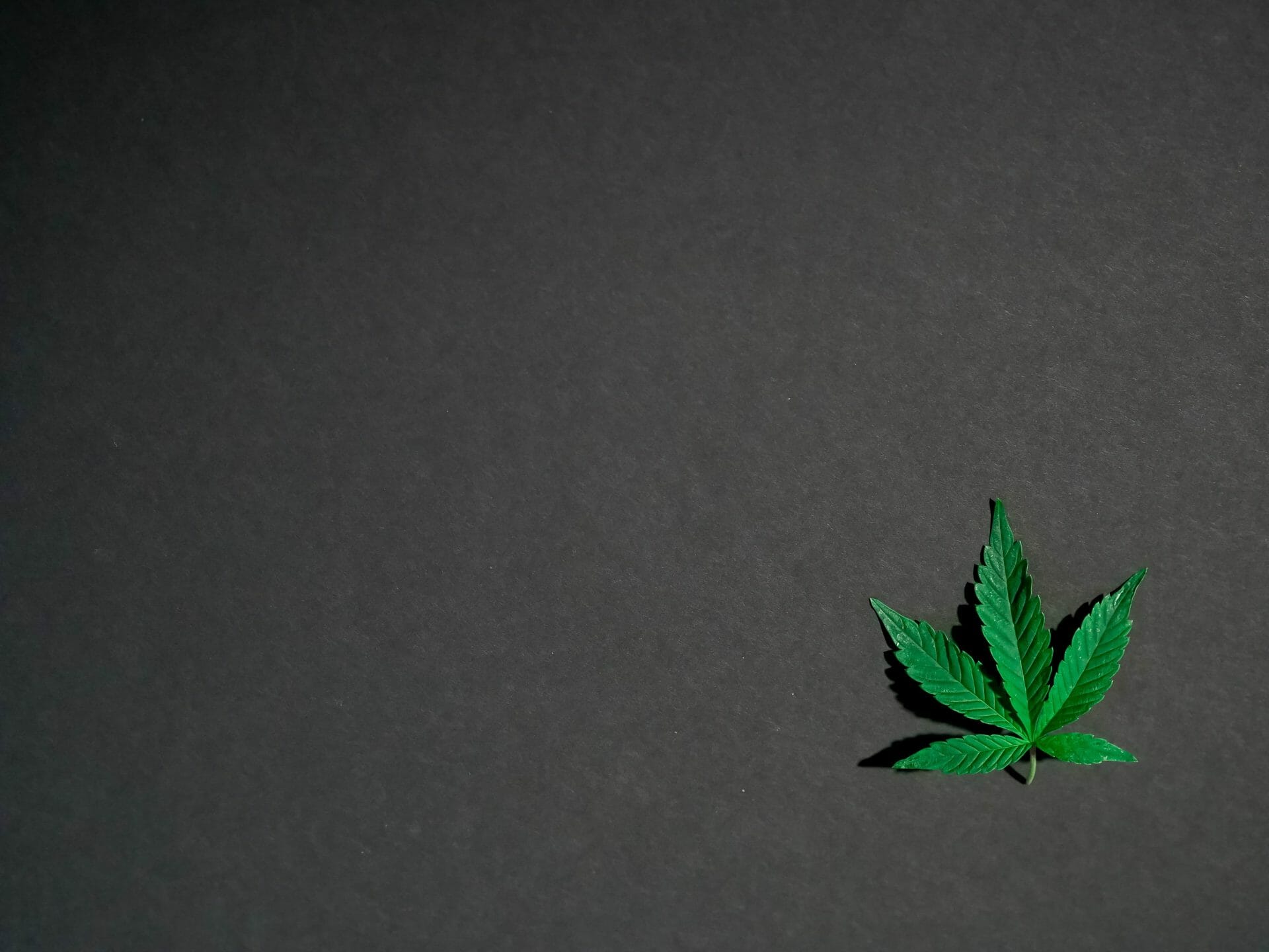 Hybrid Weed | Cheapweed.io Canada