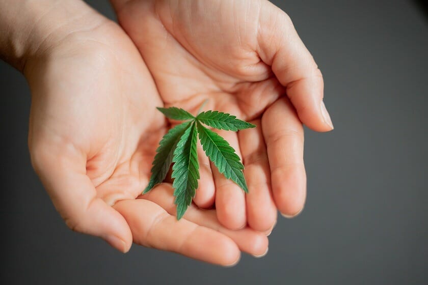 types of weed | Cheapweed.io Canada
