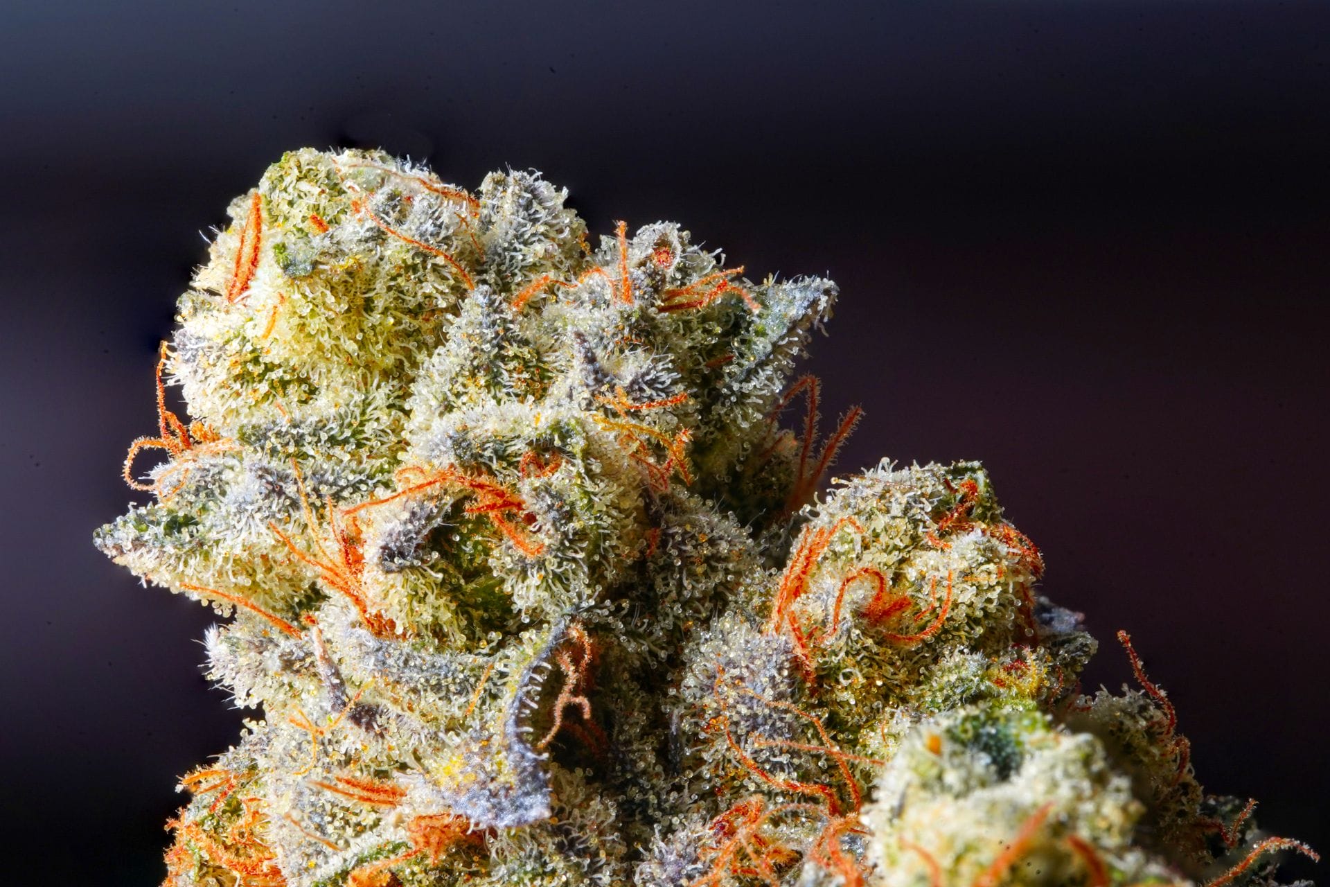 | Cheapweed.io Canada Weed Delivery Canada_ Top Hybrid Selection | Cheapweed.io Canada
