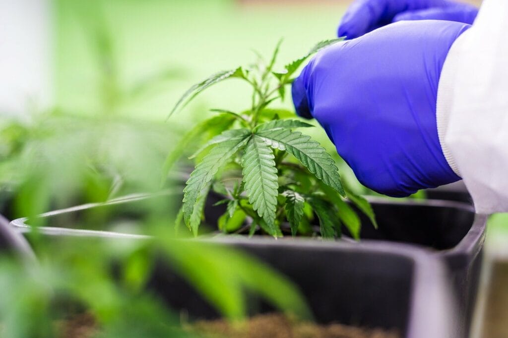 Buy cannabis online | Cheapweed.io Canada