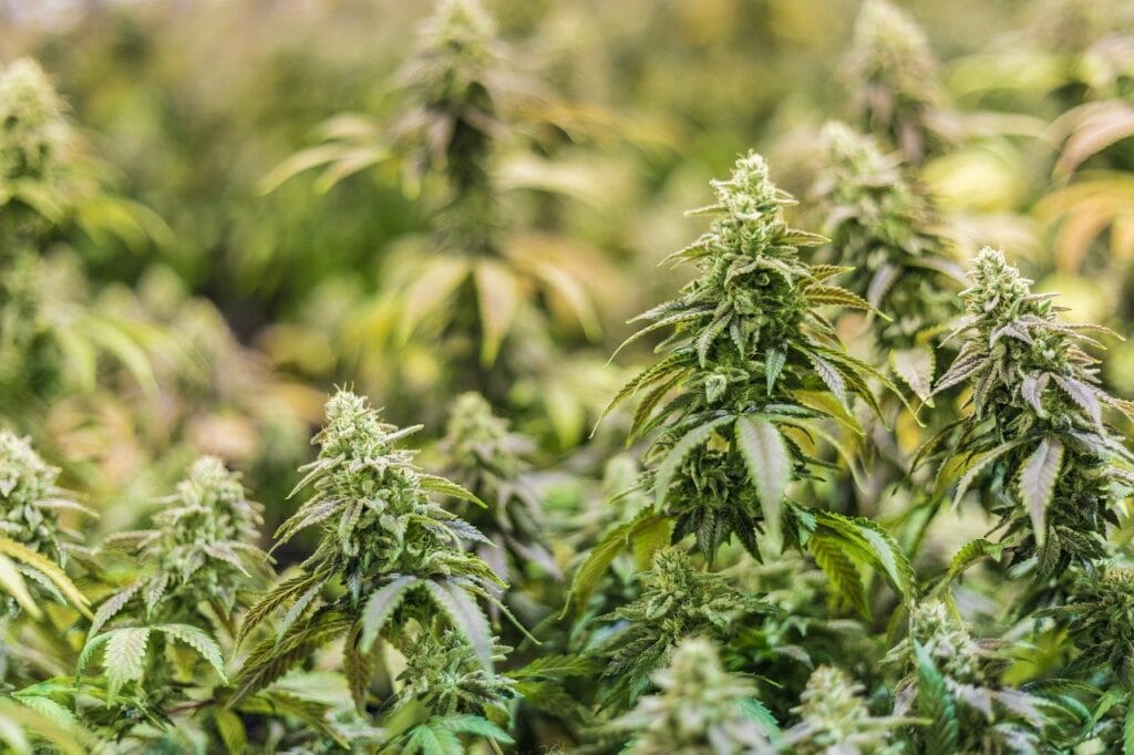 Online thc flower | Cheapweed.io Canada