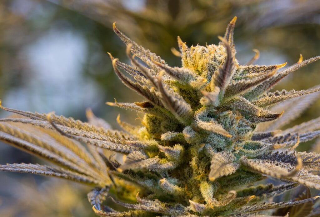 buy indica flower online in Canada | Cheapweed.io Canada